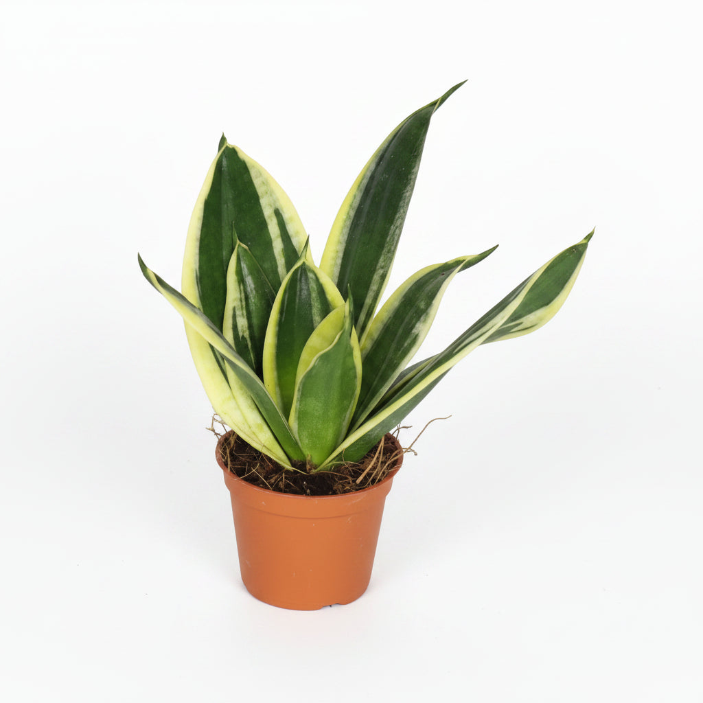 mini-sansevieria-hahnii-planta-interior