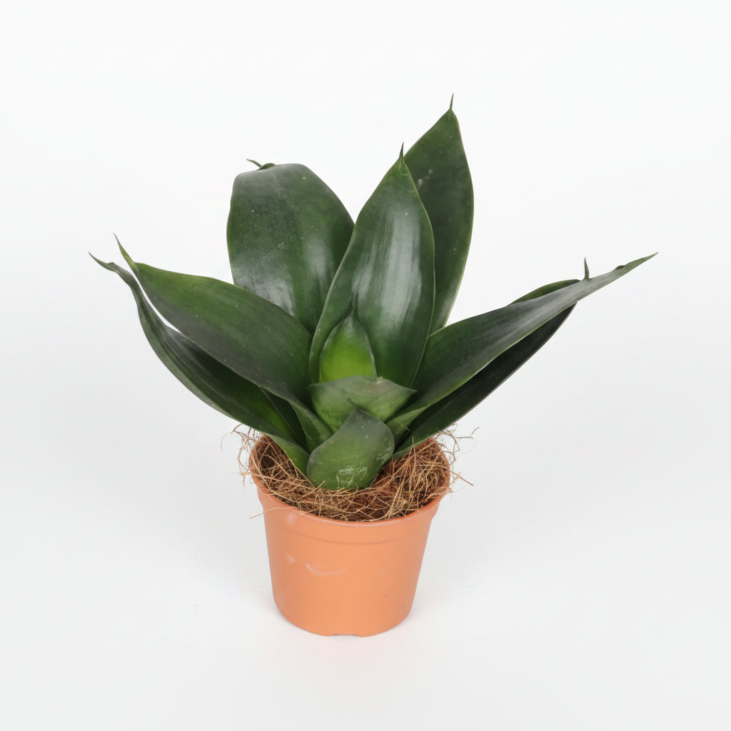 mini-sansevieria-black-diamond-planta-interior