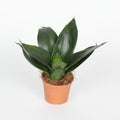 mini-sansevieria-black-diamond-planta-interior