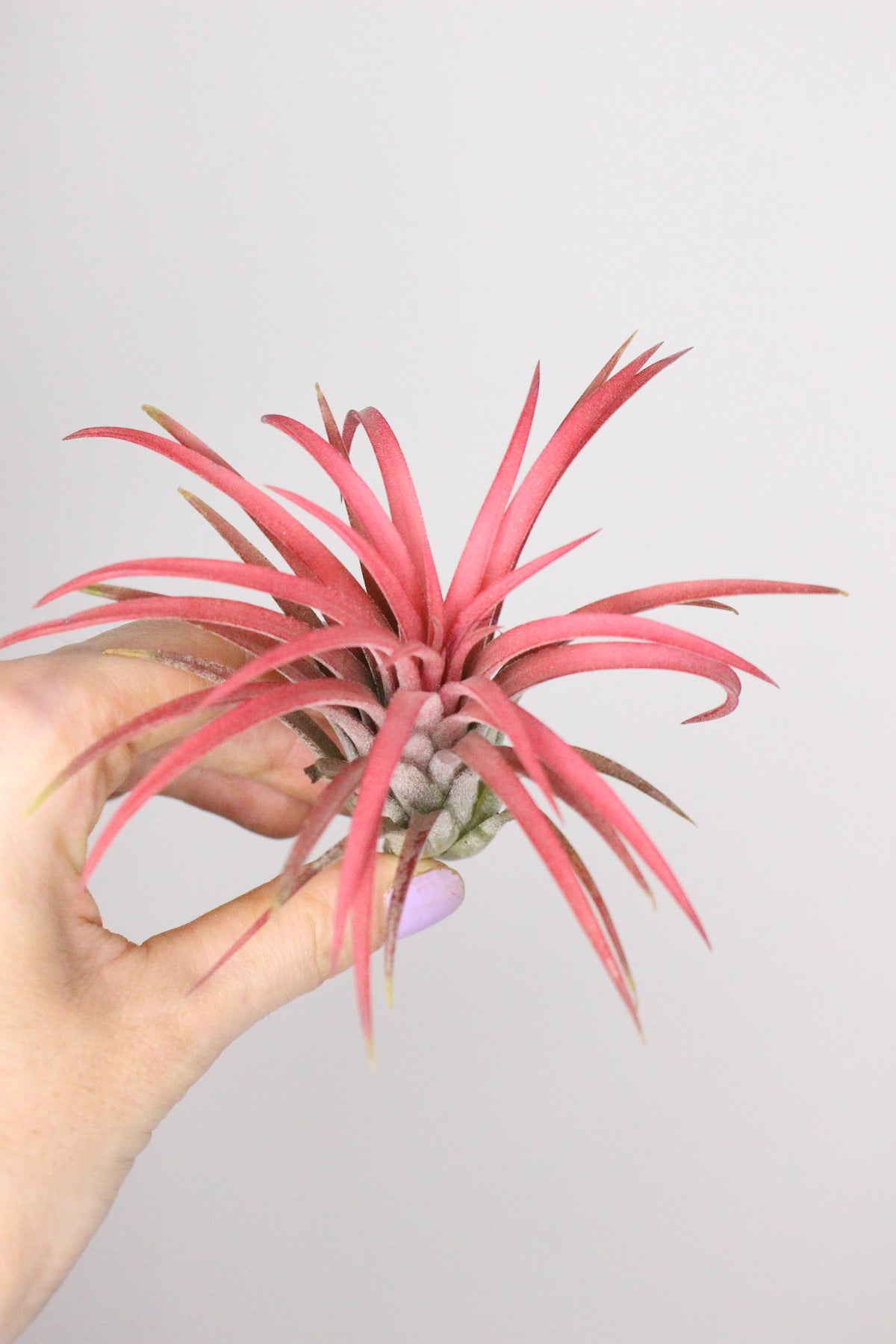 Tillandsia Ionantha (Pianta d'aria)