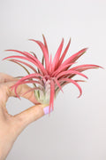 Tillandsia Ionantha (Pianta d'aria)