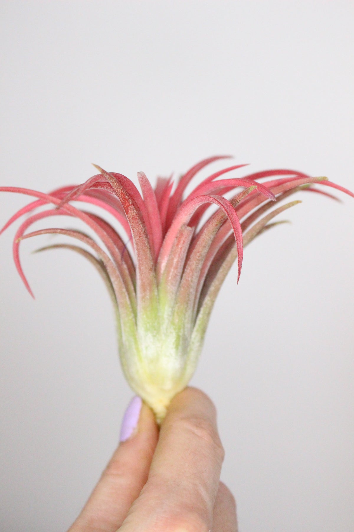 Tillandsia Ionantha (Pianta d'aria)