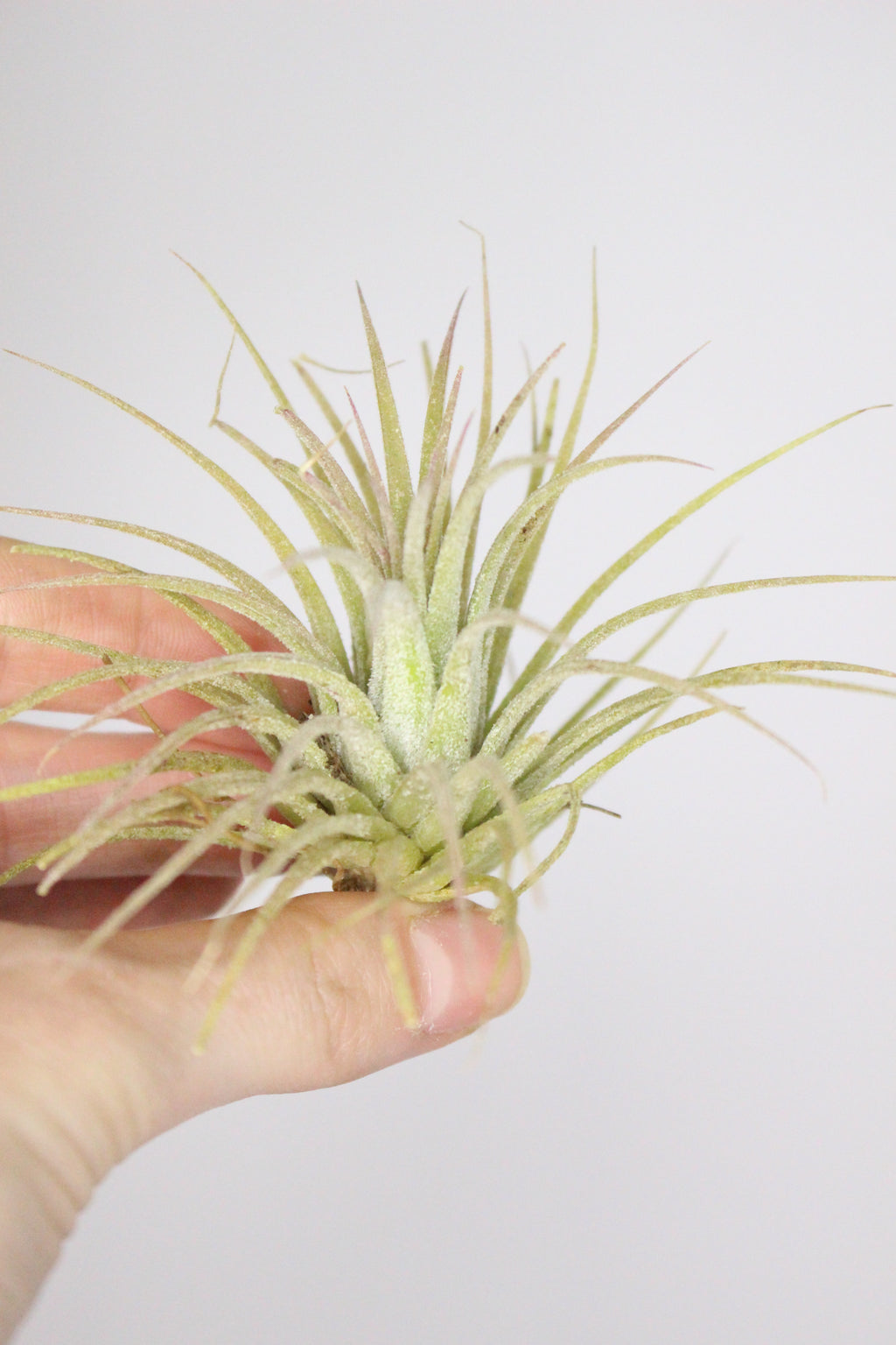 Tillandsia Ionantha S (Planta de aire)