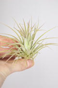 Tillandsia Ionantha S (Planta de aire)