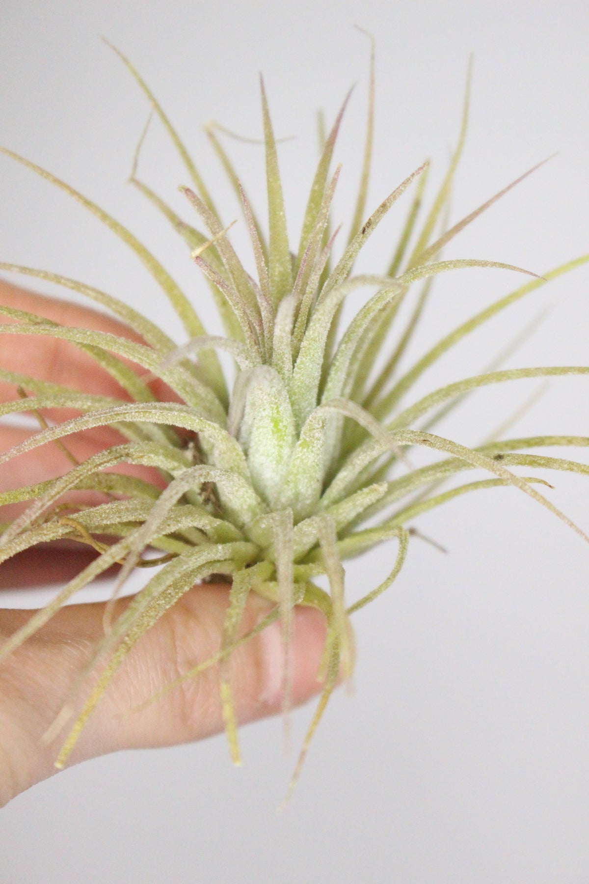 Tillandsia Ionantha S (Planta de aire)