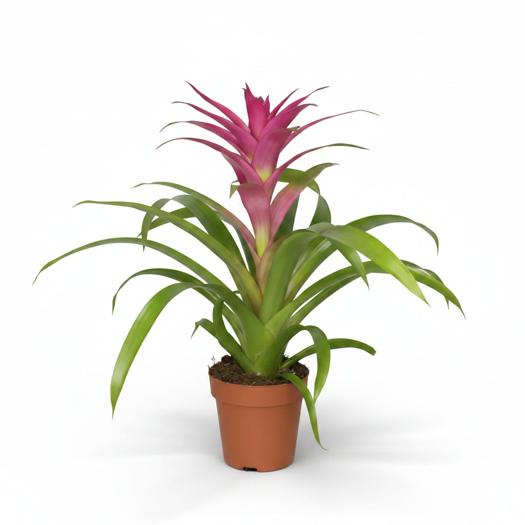 BROMELIA GUZMANIA ROSA