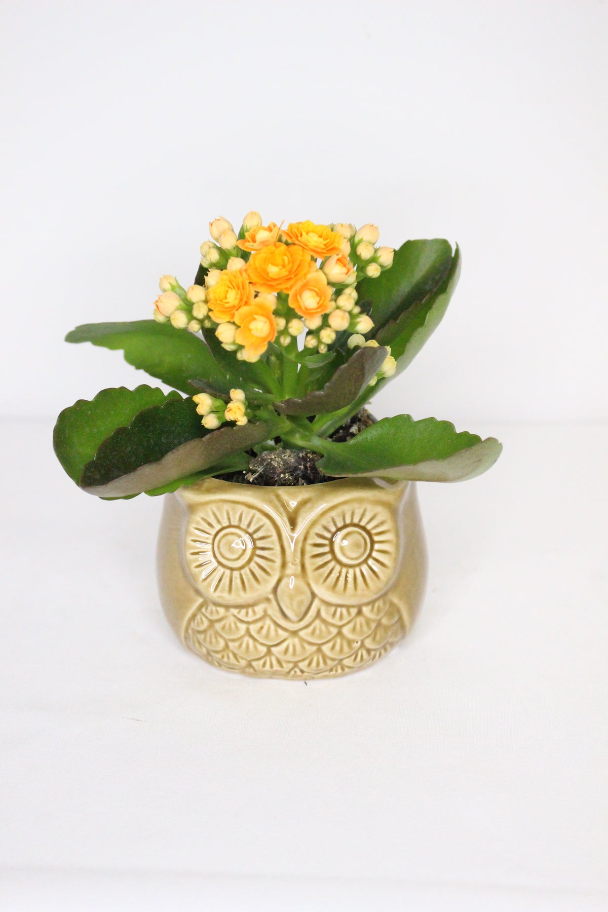 Vaso in ceramica a forma di gufo