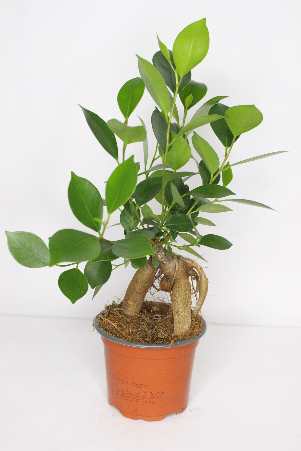 ficus microcarpa ginseng bonsai interior