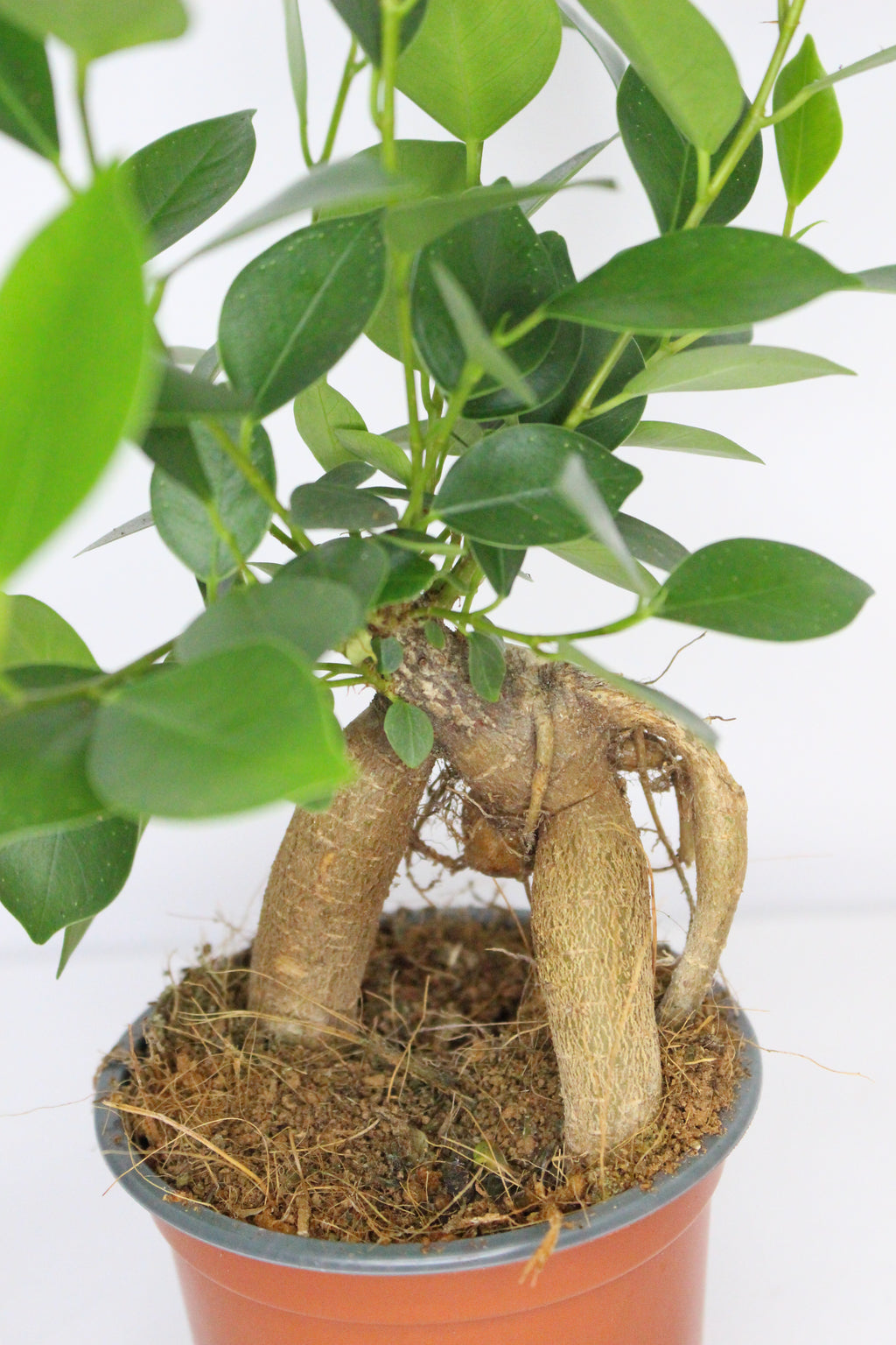 bonsai ficus microcarpa decorativo