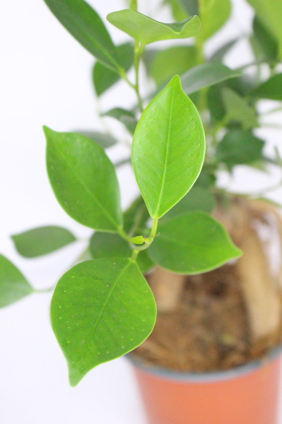 planta ficus ginseng decorativa