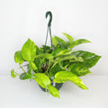 epipremnum pothos colgar planta interior