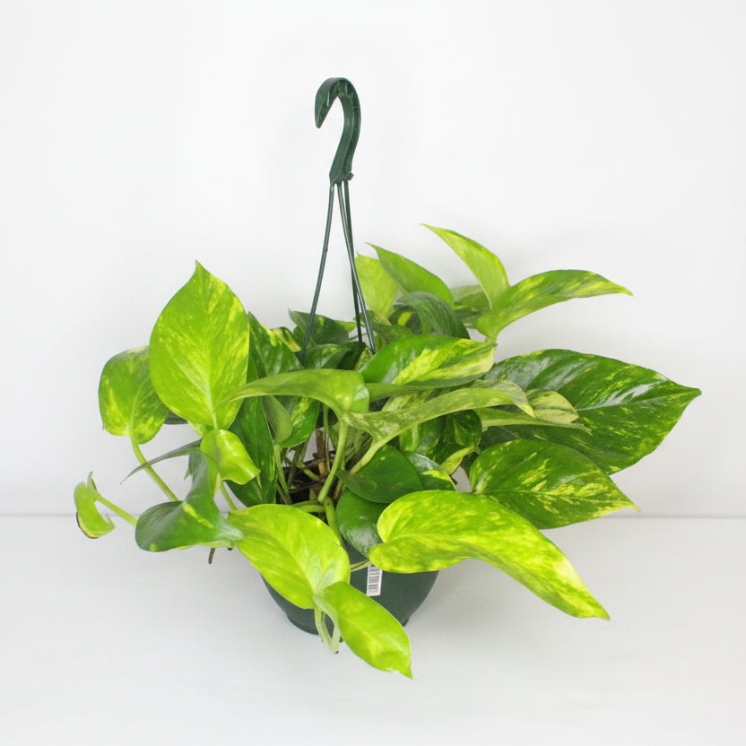 epipremnum pothos colgar planta interior