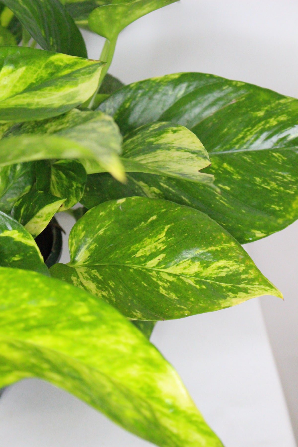 pothos colgar hojas decorativas