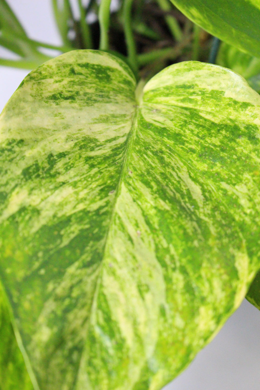planta epipremnum pothos colgar decorativa