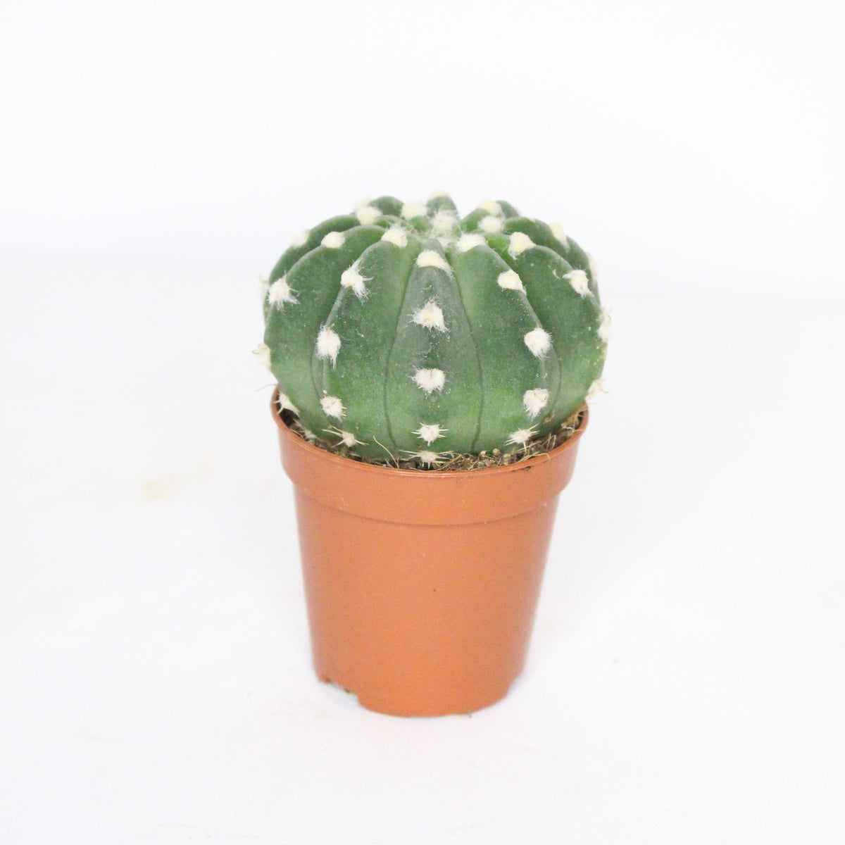 echinopsis-subdenudata