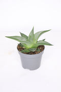 Haworthia Limifolia