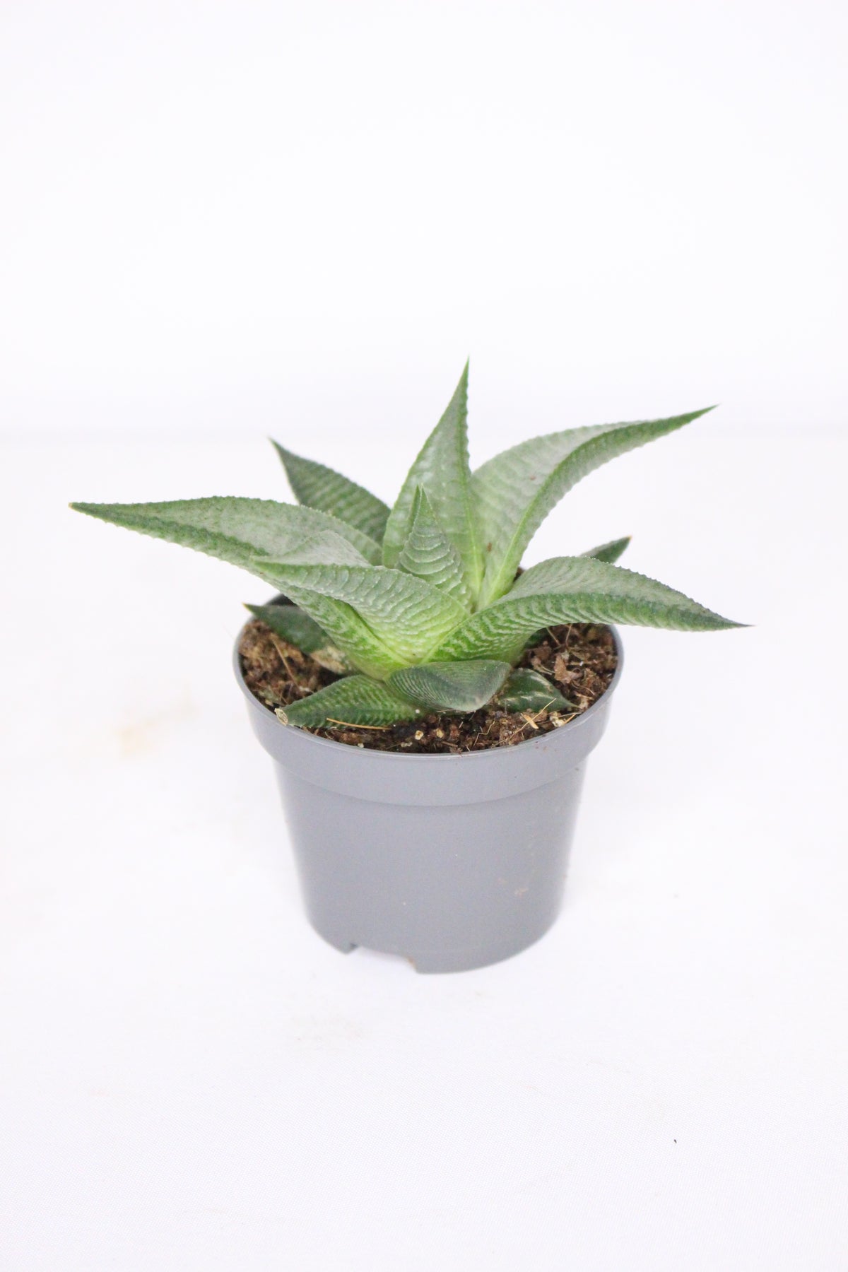 Haworthia Limifolia
