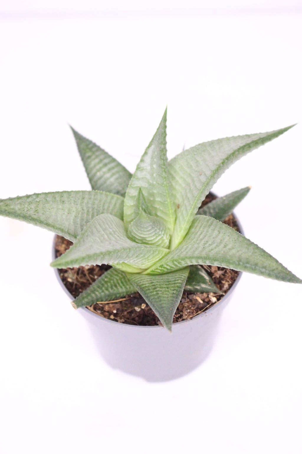 Haworthia Limifolia