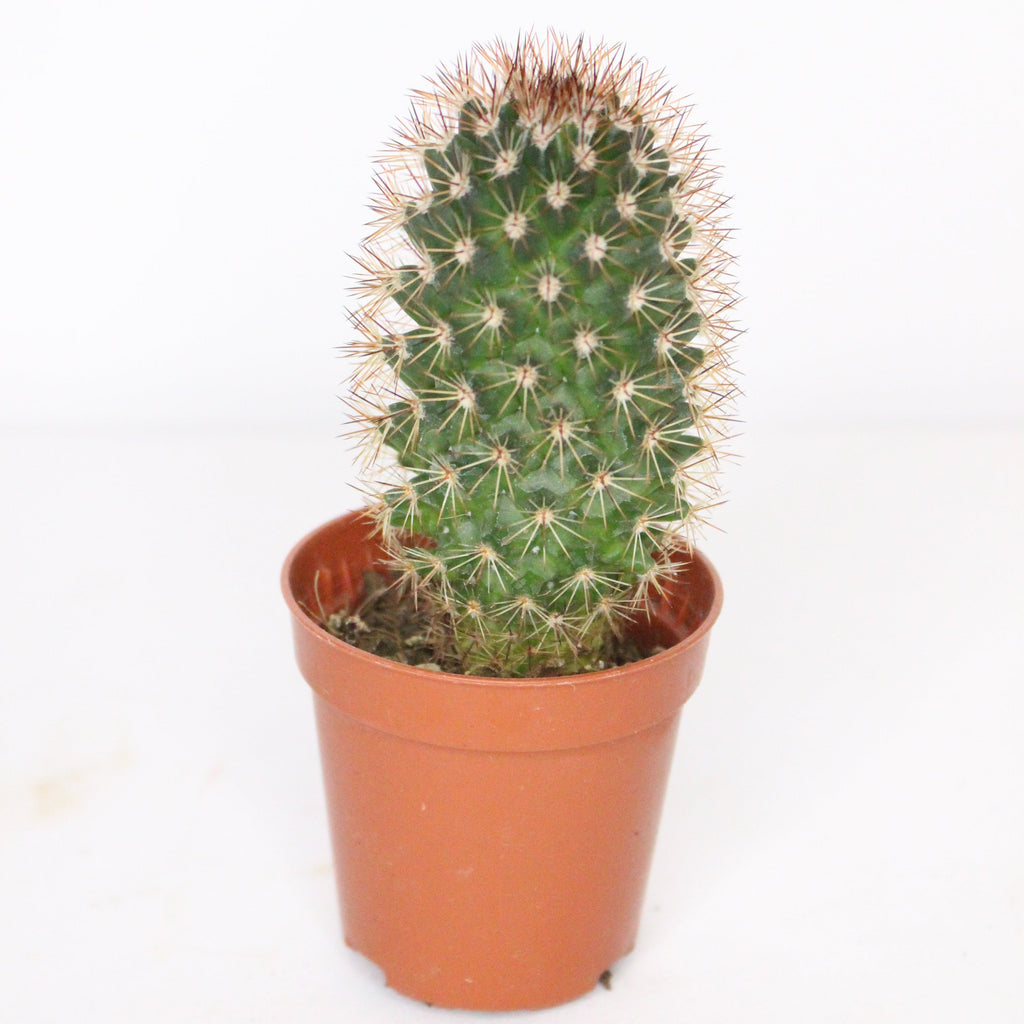cactus-mammillaria-backebergiana