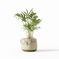 Chamaedorea Elegans + Cache-pot Lunettes (palmier nain, ou palmier de salon)