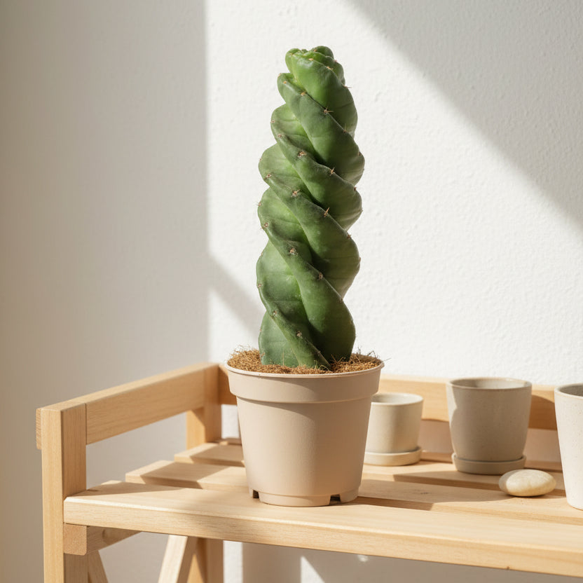 cereus-forbesii-spiralis