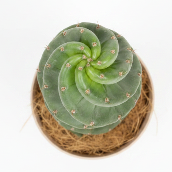 cactus de coleccion spiralis