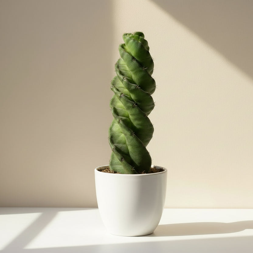 cactus-espiral