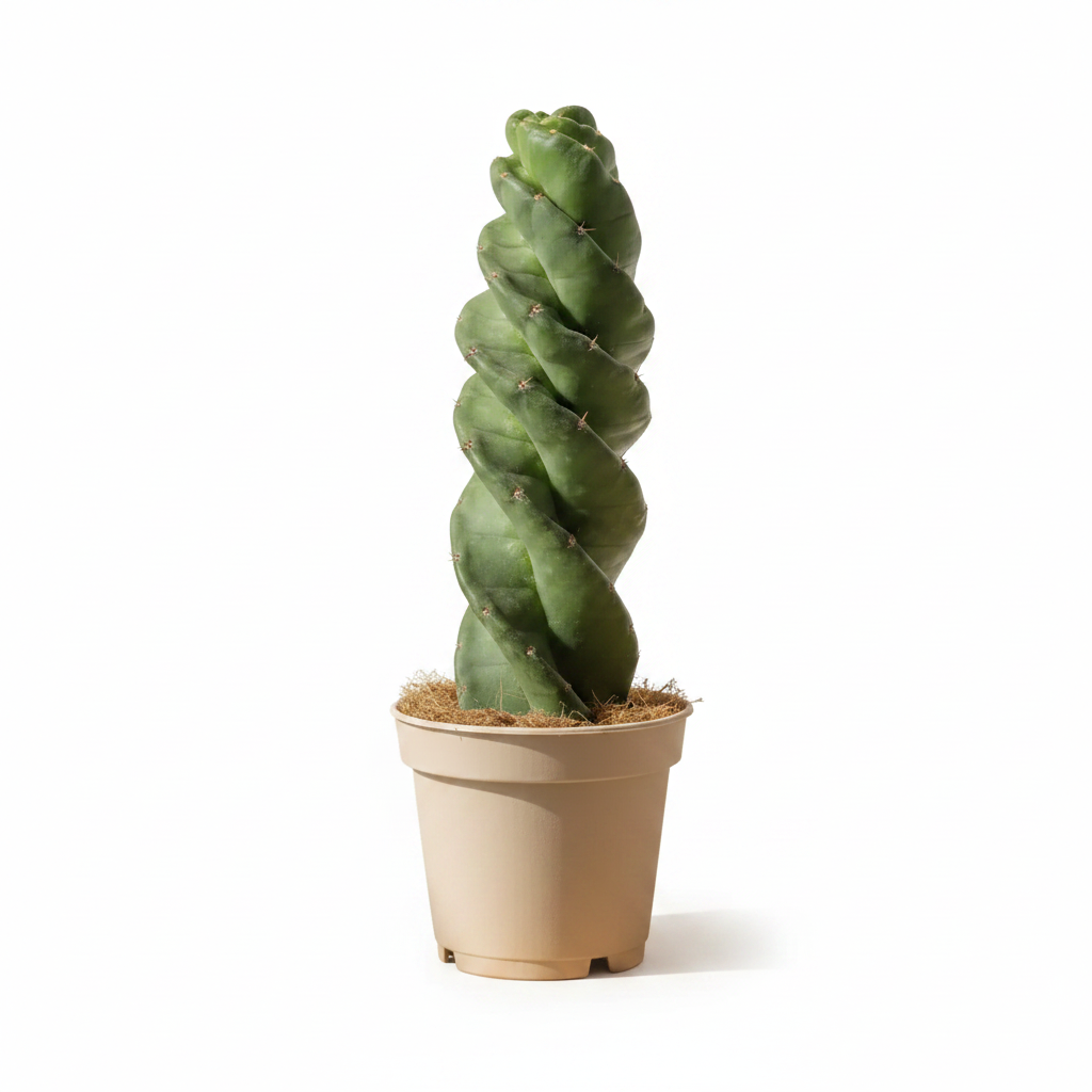 CACTUS CEREUS COLECCION