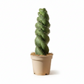 CACTUS CEREUS COLECCION