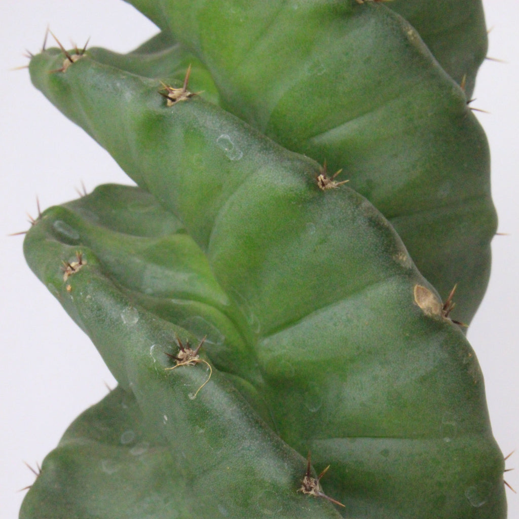 cactus-coleccionable