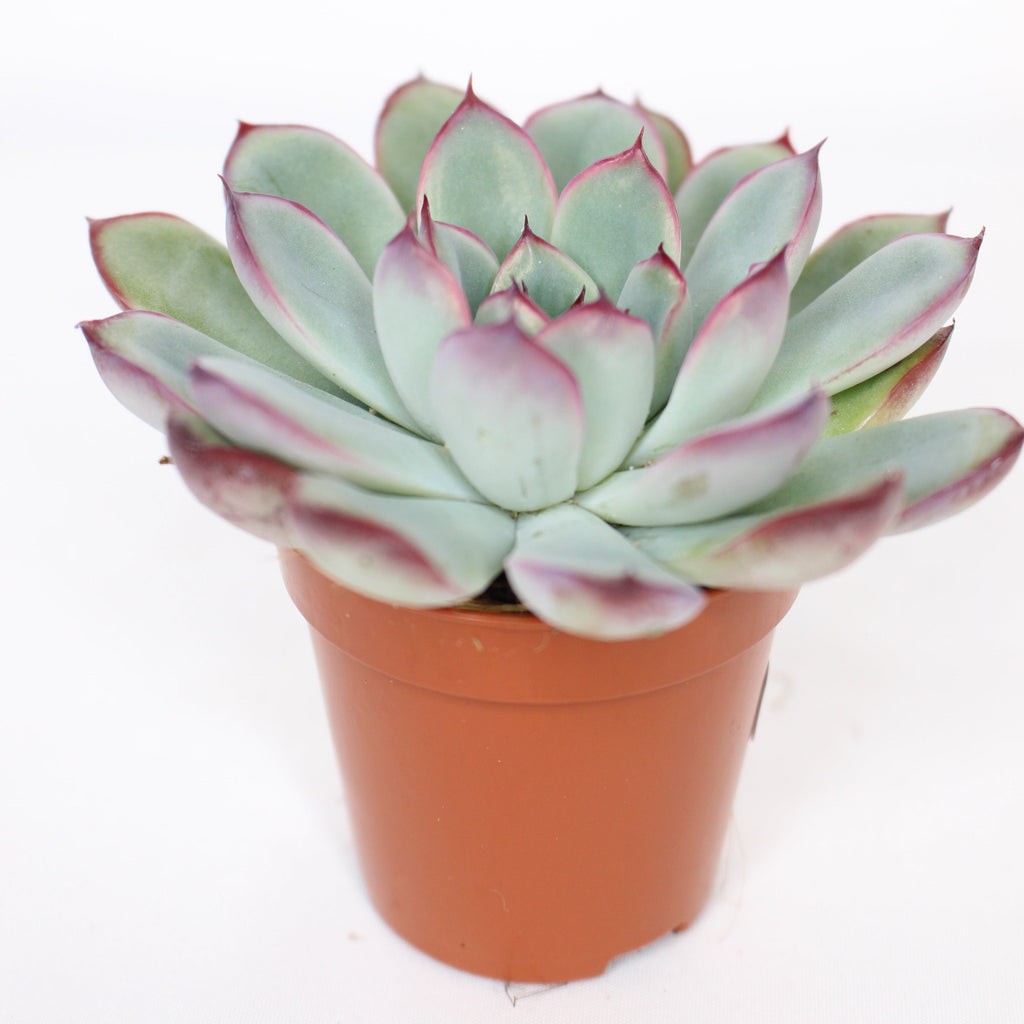 Echeveria Pulidonis