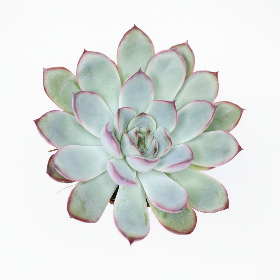 Echeveria Pulidonis