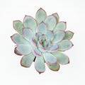 Echeveria Pulidonis