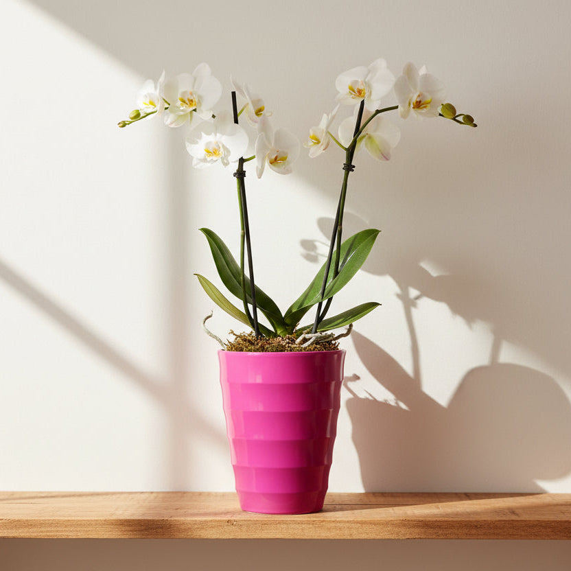 macetero-decorativo-orquidea