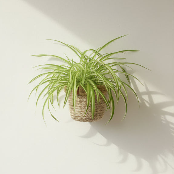macetero-colgante-decorativo