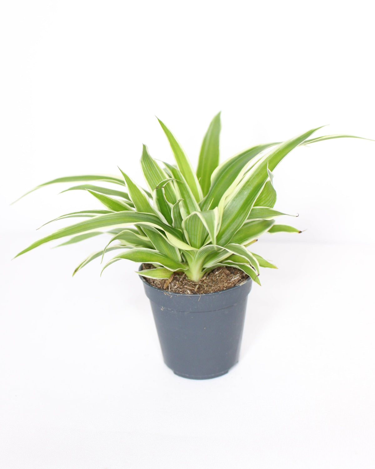 Cinta Mini (Chlorophytum Comosum)