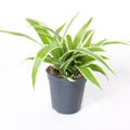 Cinta Mini (Chlorophytum Comosum)