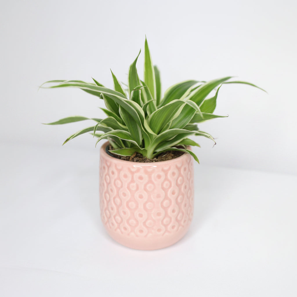 Cinta Mini (Chlorophytum Comosum)