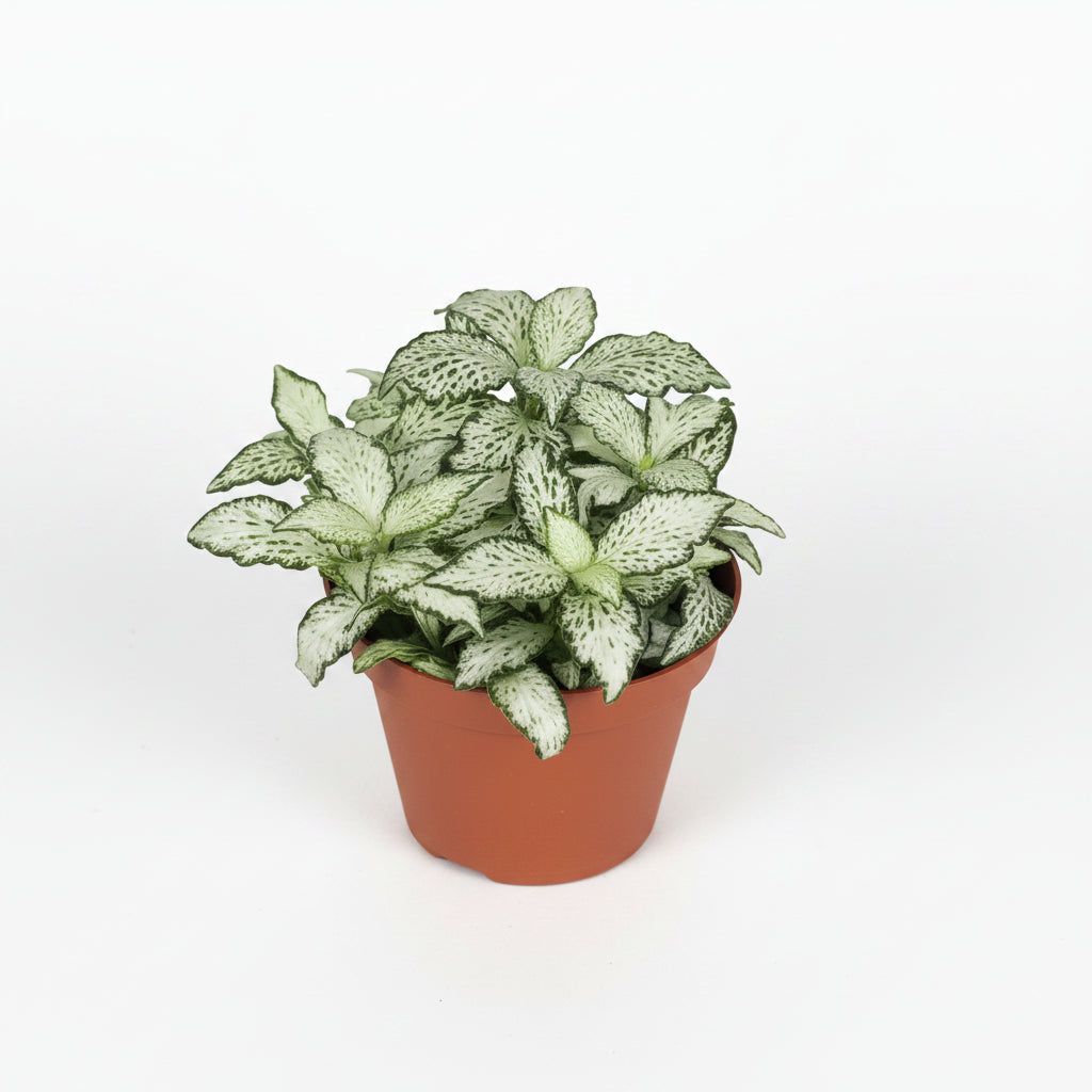 fittonia pequeña, fittonia nervaduras rosas