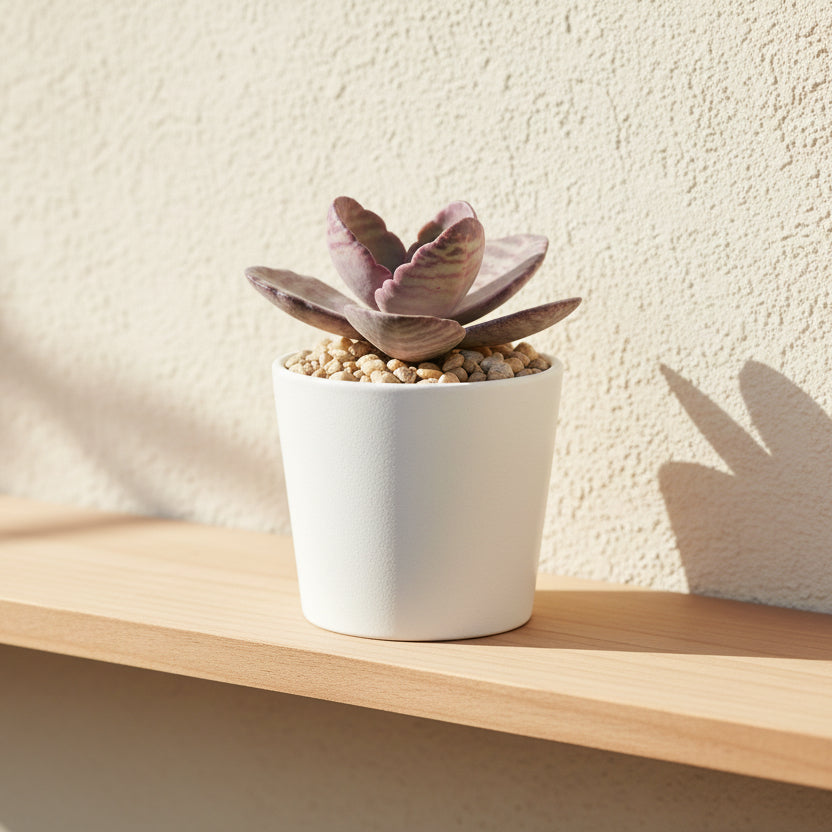 kalanchoe-humilis-zebra