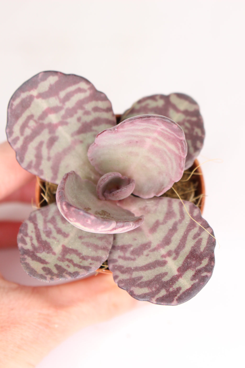 suculenta-zebra