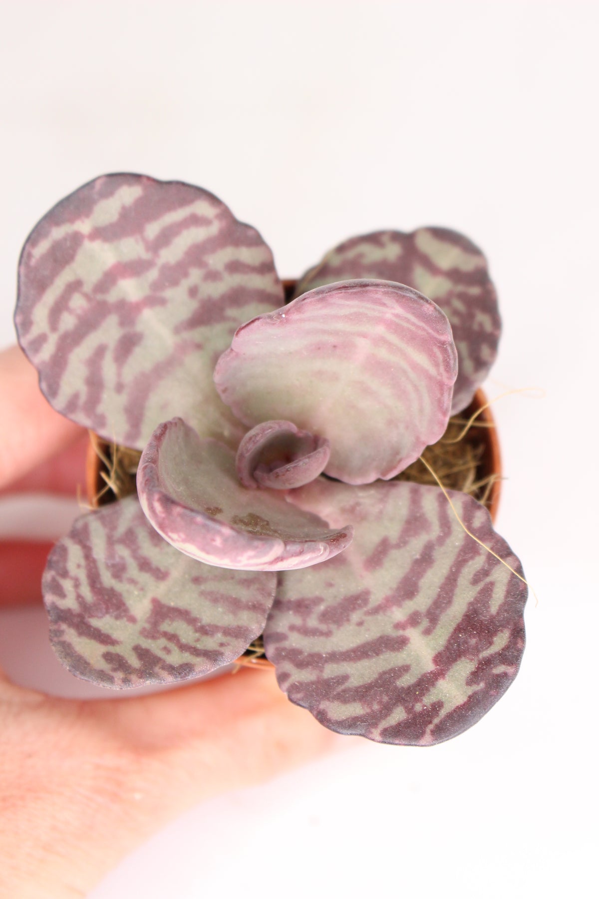 suculenta-zebra