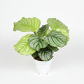calathea orbifolia planta interior