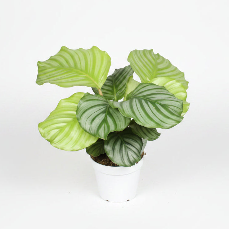 calathea orbifolia planta interior