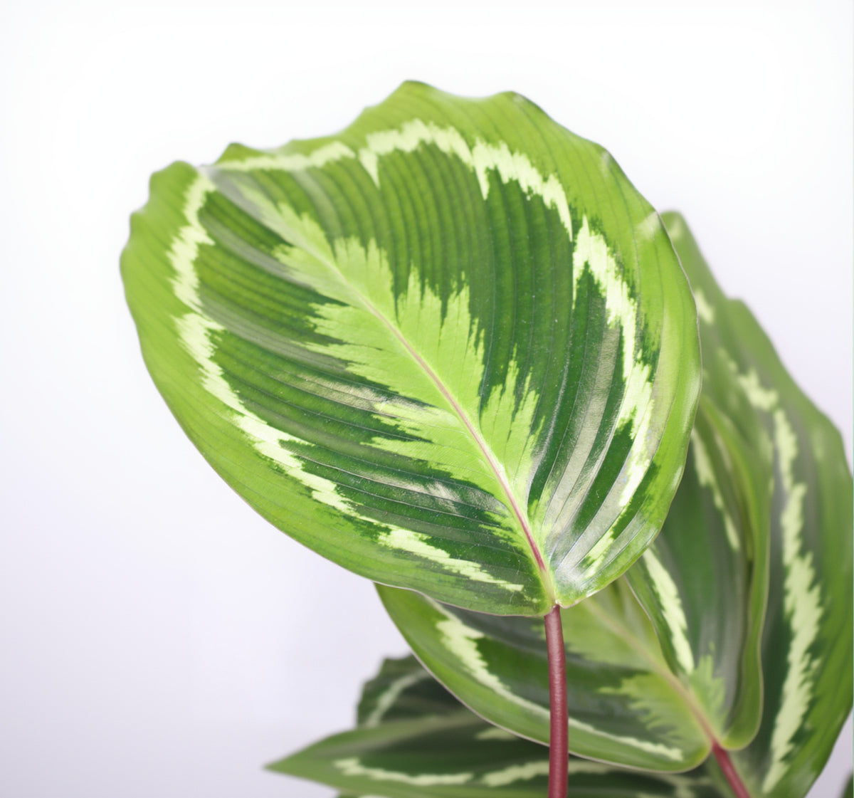 calathea medallion hojas decorativas