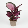 calathea roseopicta rosy planta interior