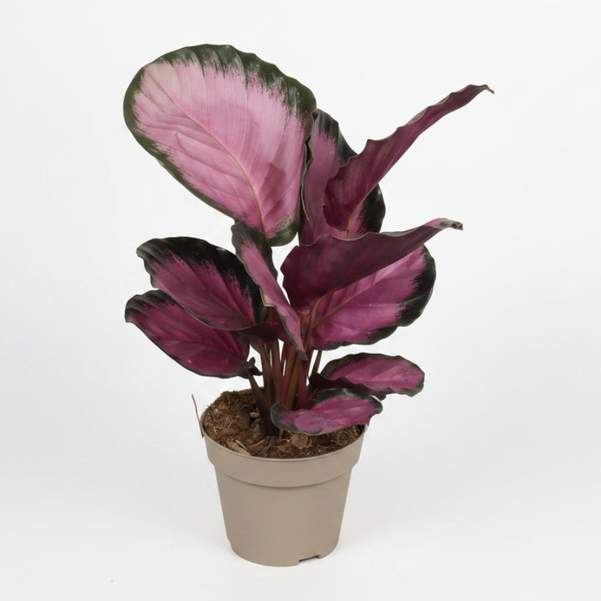 calathea roseopicta rosy planta interior