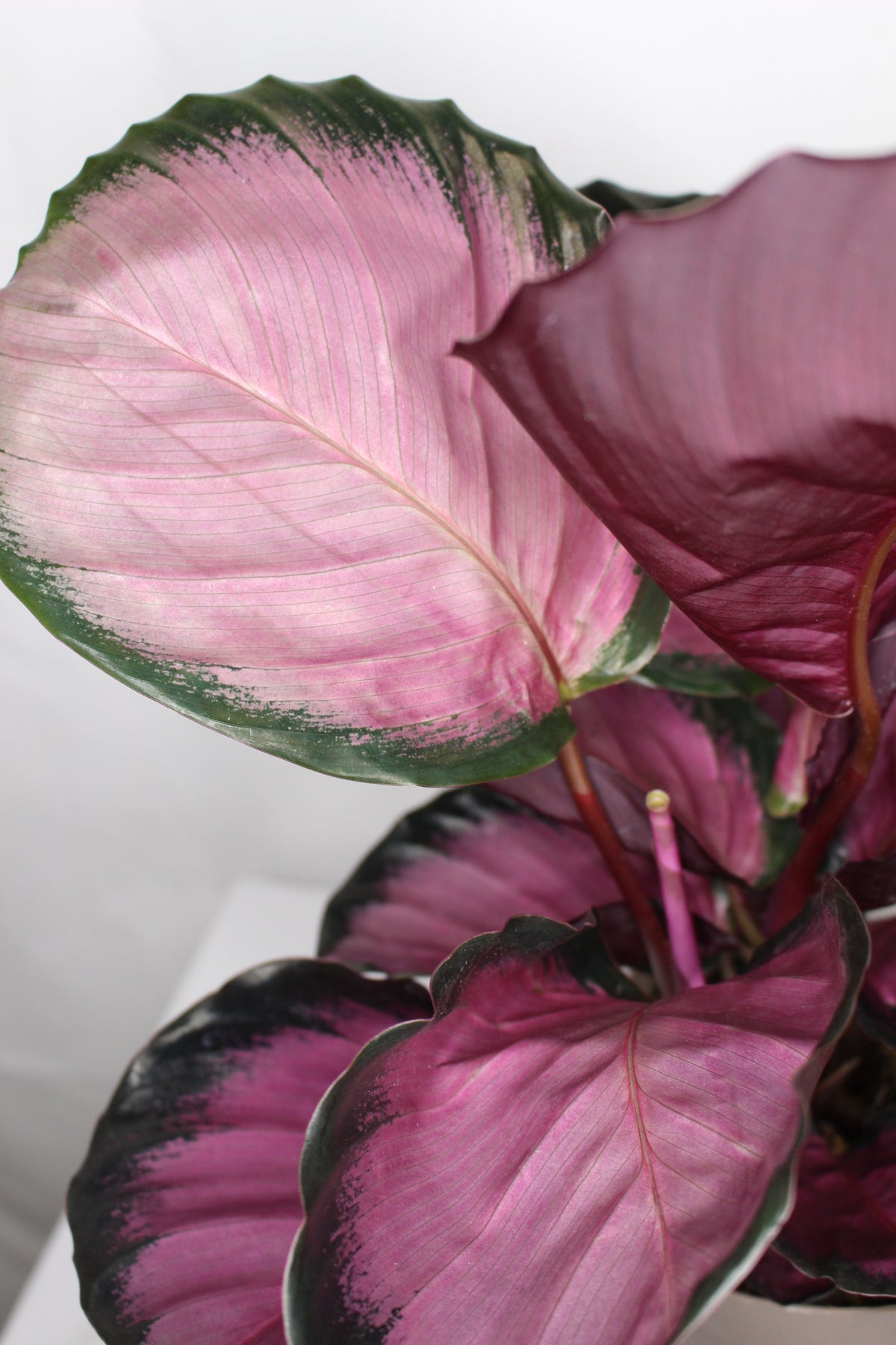 calathea roseopicta rosy hojas decorativas