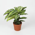 calathea beauty star en maceta