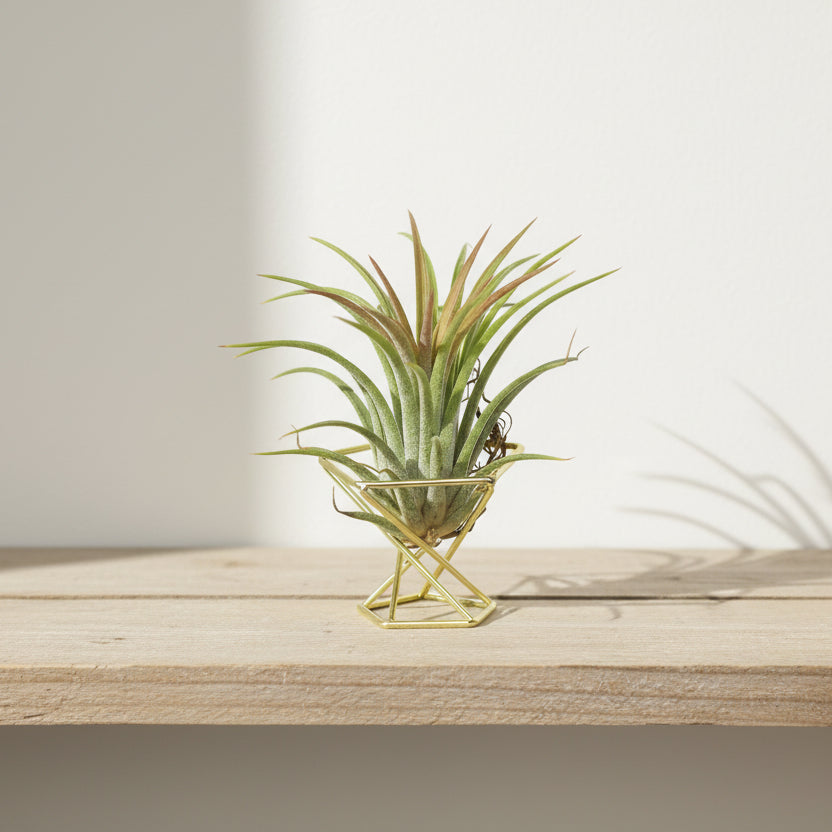 planta-facil-cuidado